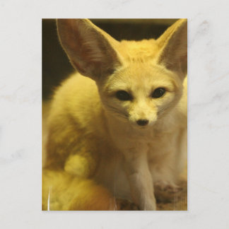 Fennec Fox  Postcard