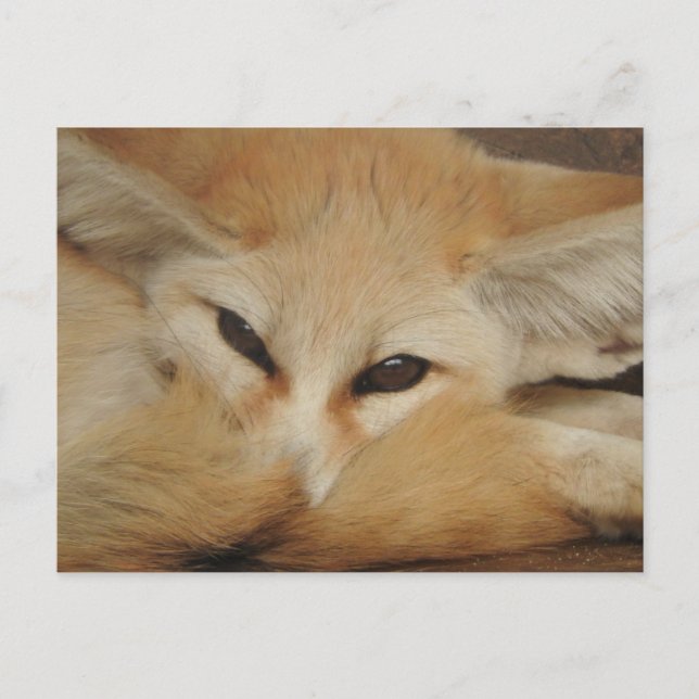 Fennec Fox Postcard (Front)