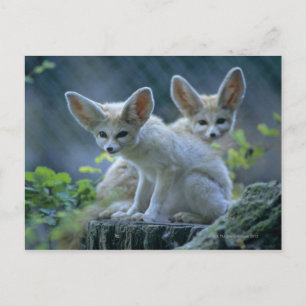 Fennec Foxes Postcard