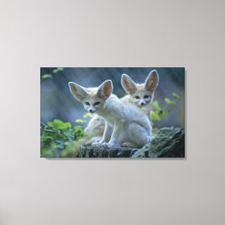 Fennek (Vulpes zerda) W�_stenfuchs, Fennec Canvas Print