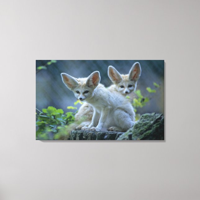 Fennek (Vulpes zerda) W�_stenfuchs, Fennec Canvas Print (Front)