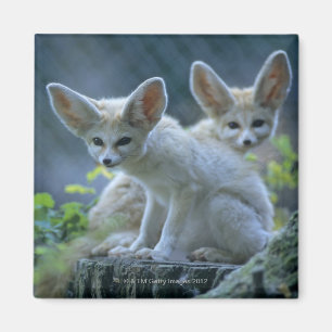 Fennek (Vulpes zerda) W�_stenfuchs, Fennec Magnet