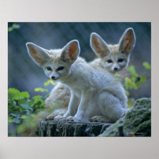 Fennek (Vulpes zerda) W�_stenfuchs, Fennec Poster