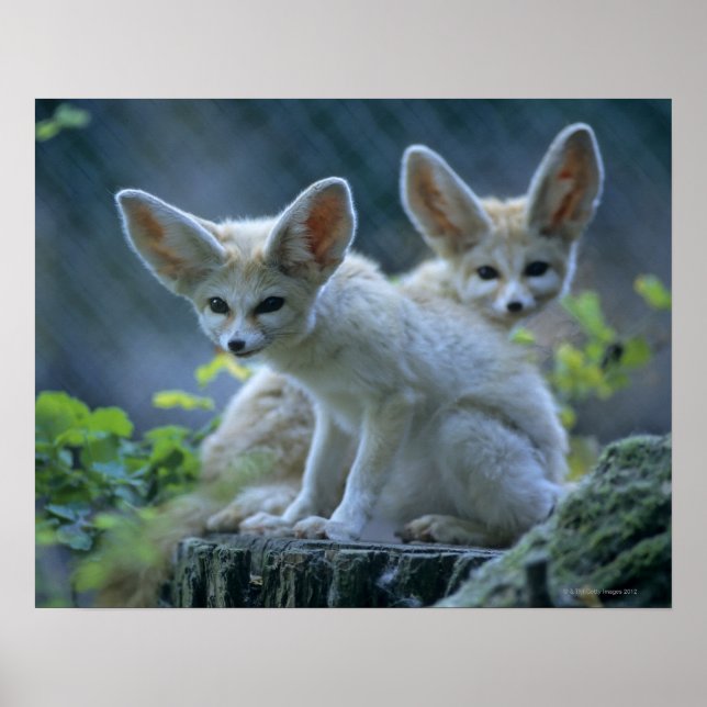 Fennek (Vulpes zerda) W�_stenfuchs, Fennec Poster (Front)