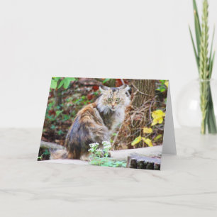 Feral Cat Sitting in Woods Card