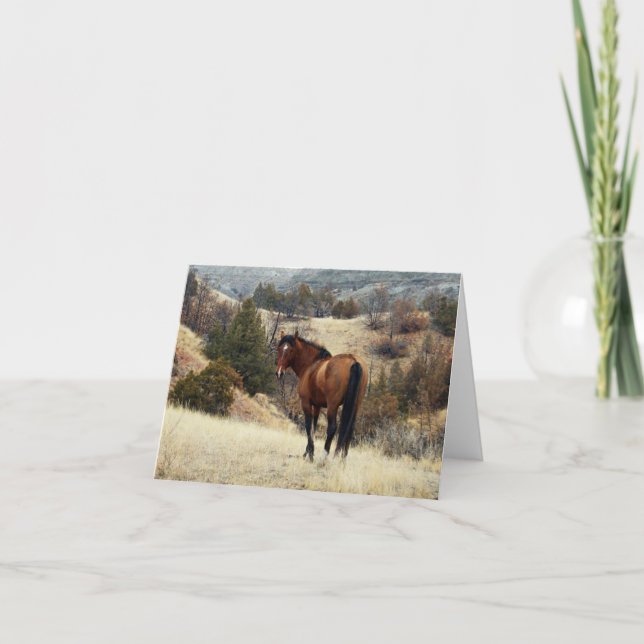 Feral Horse, Theodore Roosevelt National Park, ND Card (Front)
