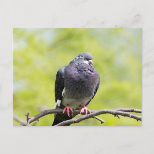 Feral pigeon postcard