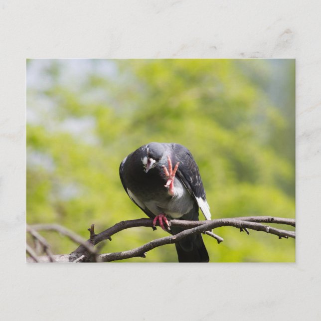 Feral pigeon postcard (Front)