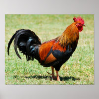 Feral rooster red jungle fowl Kauai Hawaii