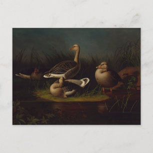 Ferdinand von Wright - Greylag Geese Postcard