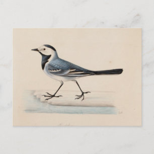Ferdinand von Wright - White Wagtail Postcard