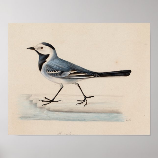 Ferdinand von Wright - White Wagtail Poster (Front)