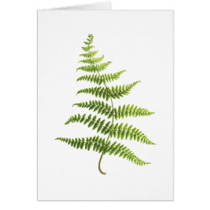 Fern