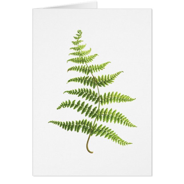 Fern (Front)