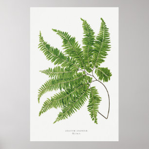 Fern 2 poster