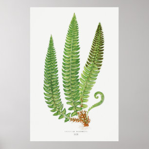 Fern 3 poster