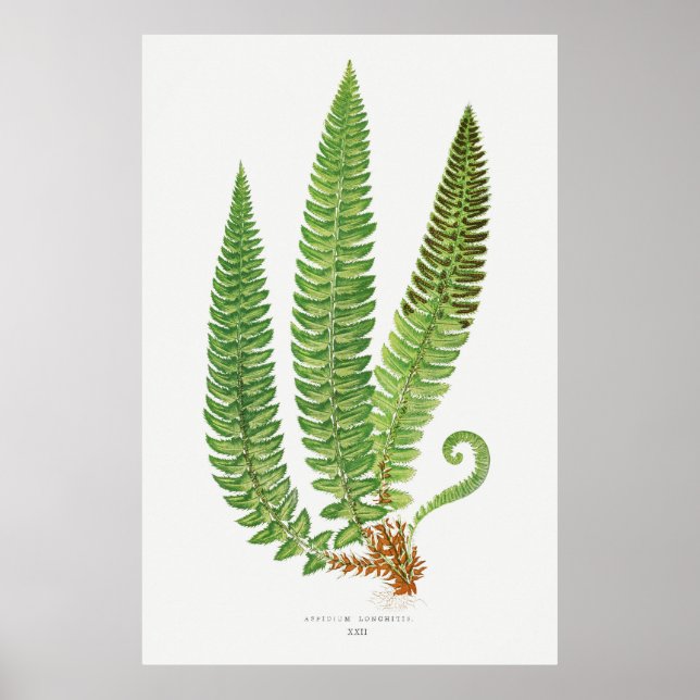 Fern 3 poster (Front)