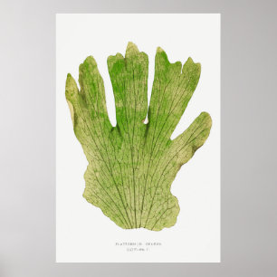 Fern 4 poster