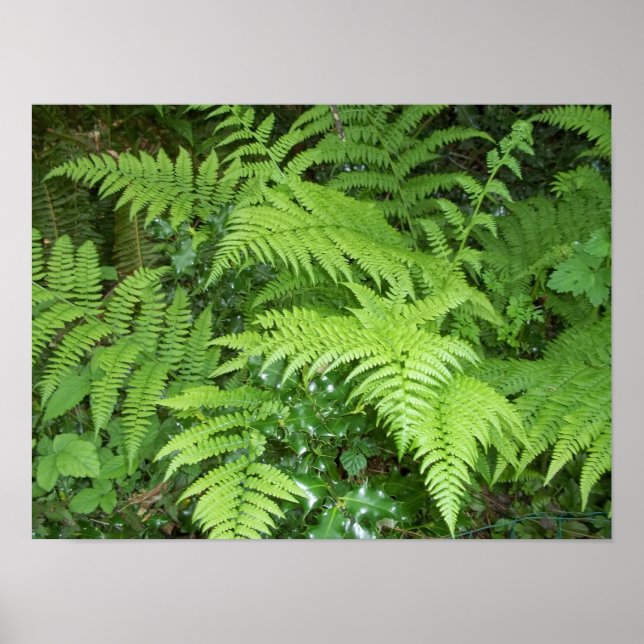 Fern and holly poster (Front)