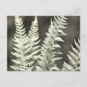 Fern Artistic Abstract Postcard