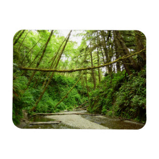 Fern Canyon I at Redwood National Park Magnet