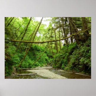 Fern Canyon I at Redwood National Park Poster