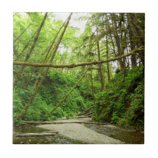 Fern Canyon I at Redwood National Park Tile