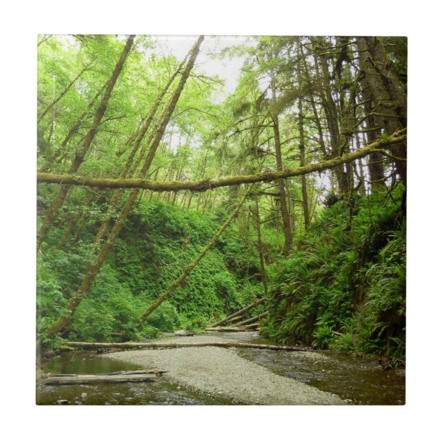 Fern Canyon I at Redwood National Park Tile (Front)