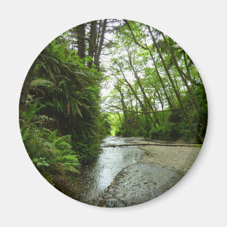 Fern Canyon II at Redwood National Park Magnet