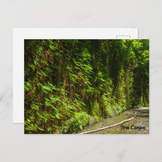 Fern Canyon Redwood National Park California Postcard (Front/Back)