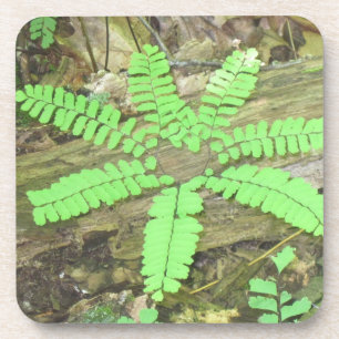 Fern Coaster