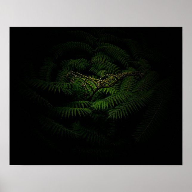 Fern Fine Art Photograph Poster (Front)