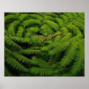 Fern Fine Art Photograph Poster
