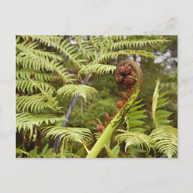 Fern Frond, New Zealand Postcard (Front)