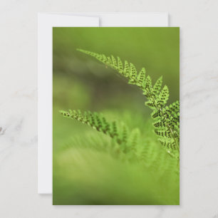 Fern Frond Photo Card