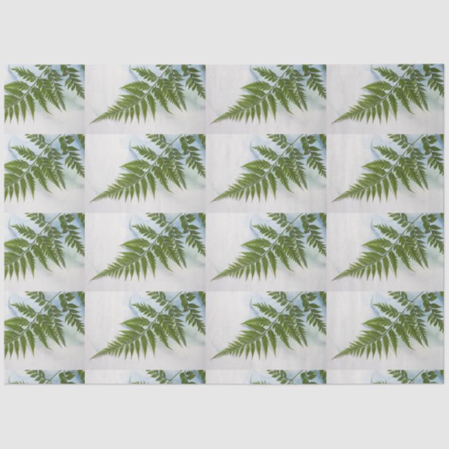 Fern frond with text space tissue paper (Front)