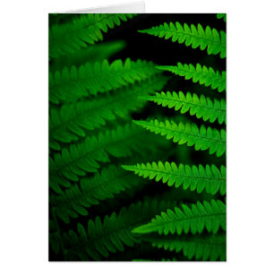 Fern Fronds
