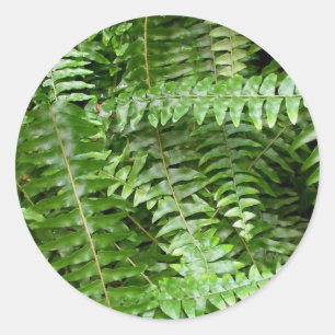Fern Fronds I Green Nature Classic Round Sticker
