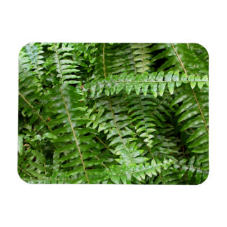 Fern Fronds I Green Nature Magnet
