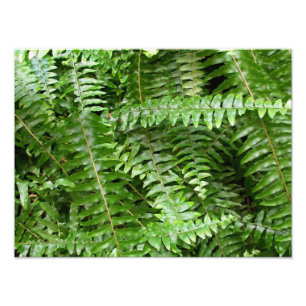 Fern Fronds I Green Nature Photo Print