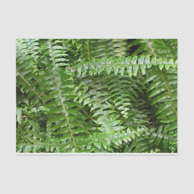 Fern Fronds I Green Nature Tissue Paper (Front)
