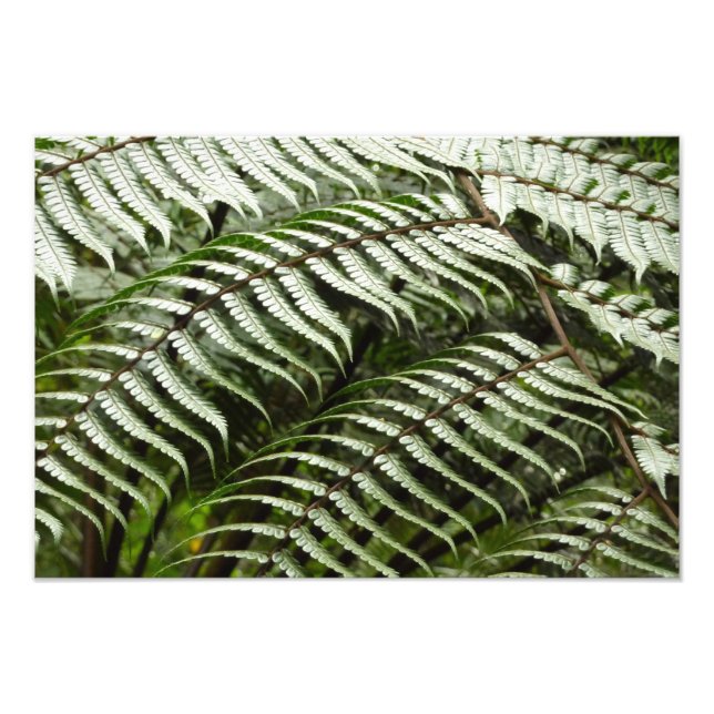Fern Fronds II Dark Green Nature Photo Print (Front)