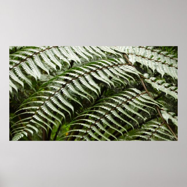 Fern Fronds II Dark Green Nature Poster (Front)