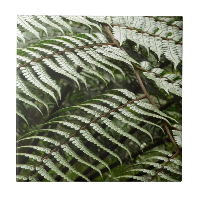 Fern Fronds II Dark Green Nature Tile (Front)