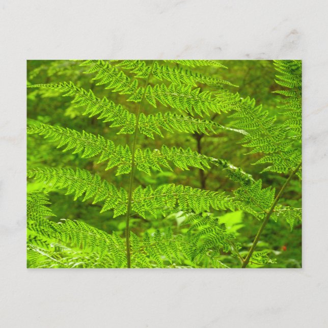 Fern Fronds III Green Nature Botanical Postcard (Front)