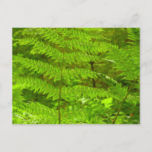 Fern Fronds III Green Nature Botanical Postcard