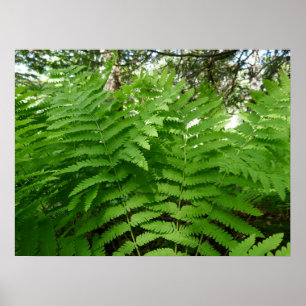 Fern Fronds IV Green Nature Botanical Poster