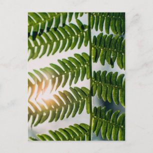 fern golly postcard