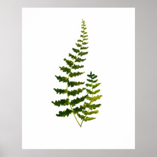 Fern Green Leaves Botanical Watercolor Nature Poster