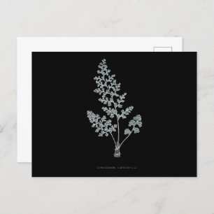 Fern - Gymnogramma Leptophylla - X-ray effect – 04 Postcard